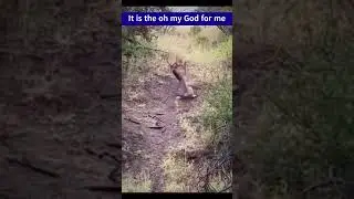 Impala vs cheetah video 