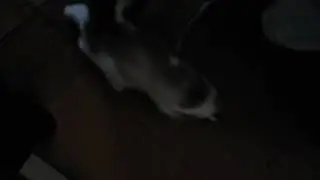 мой кот мурзик охотник ставлю 100000000 /10