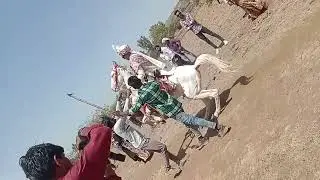 horse video