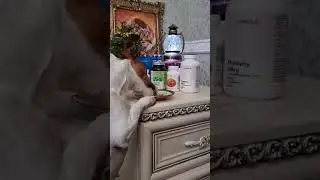 Люсин завтрак