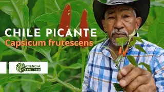SABIAS QUE EL CHILE PICANTE 🌶️ ES DOMINICANO⁉️