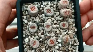 Watering during the shedding period and dormancy of Lithops