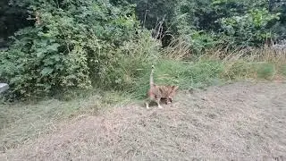 Датський кіт ..Danish cat 🐈