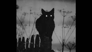 Kobra Project - Cat Piss