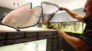 MONSTER FISH added to 2,000G AQUARIUM!!