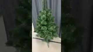 сосна распушенка