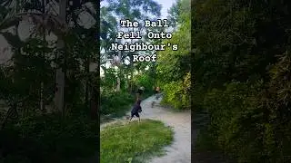 The Ball Fell Onto Neighbour's Roof | BEE | #BEE #bee #cricket #viralshorts #trendingshorts