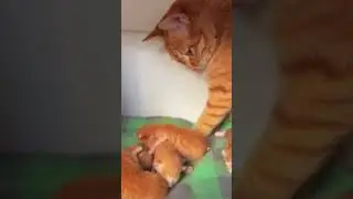 Немного милоты. Пополнение в рыжем семействе котиков