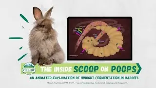 The Inside Scoop on Rabbit Poops - Oxbow Animal Health