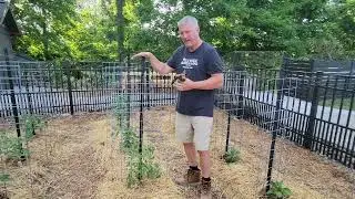How To Prune Tomato Plants – And Why It’s A Must For Better Tomatoes!