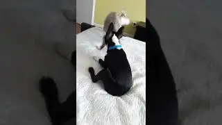 Дружба собаки и кота, Джокер и Кокос играют) Собака играет с котом.