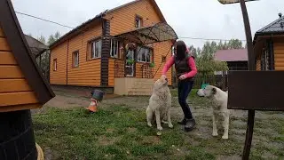 TABLETS 4 ALABAYAM || WHO IS THE MOST SMART?