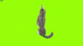 Dancing wolf green screen।cartoon green screen।wolf green screen। green screen।ostad animation