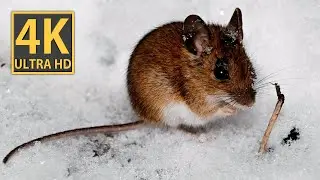 Cute mouse in the snow