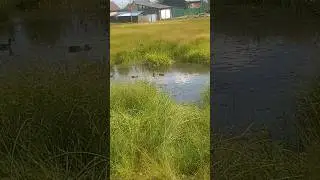 А вы пишите браконьеры! #россия #природа #якутия