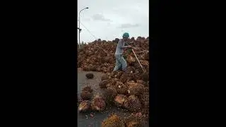 truk tiktok sawit vs harga tinggi dunia 2022