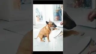 Данчик учится на шамана 🤣🤣🤣 #минибуль #бультерьер