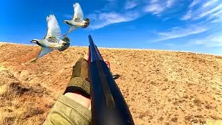 KINALI KEKLİK VE TAHTALI AVI | BOL AKSİYON | PATRIDGE HUNTING | LOTS OF ACTION | مطاردة الحجل مثيرة