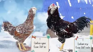 6 петухов и 4 курицы Орловские куры, Породы кур, Russian Orloff 