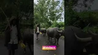 Типичная Индия - пастух ведет стадо буйволов.