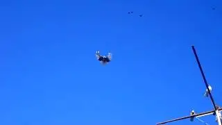 001 Ник. голуби в сильный ветер.5.07.17г.