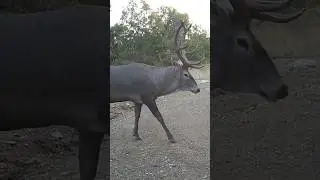 DEVASA KIZIL GEYİK 