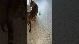 ФОнтан-поилка для бенгальский котов