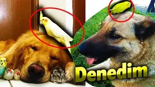 Köpeğin Kafasına Kuş Koymak İstedim ama  olmadı
