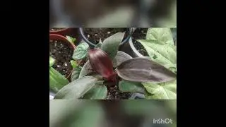 Цветы,куклы и уже подарок к празднику!!!