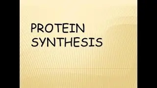 Protein synthesis  3D model