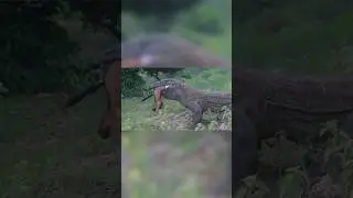 Poor Baby Goat Swallow By  Komodo 