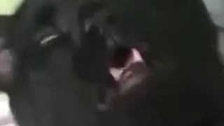 котэ смешно чихнул