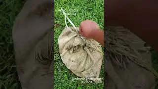 Rescue Of Indian Python. Python RESCUE