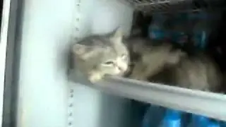 Кот в холодильнике