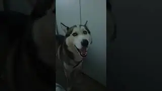 Говорящая Хаски