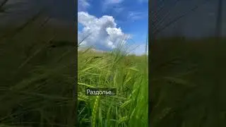 Остановились возле поля, изучить, как растёт пшеница🌾 