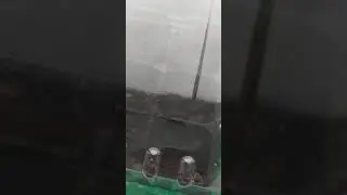 Мой огород на балконе