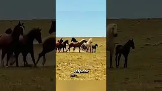 This mare is a warrior 