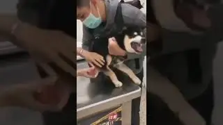 🤣🤣🤣🤣🤣😂😂#shorts #reels #funboy #funny_video #very_funny_glitch #dog_funny_video