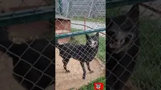 ПЕРЕКУС ТАКСИСТА С ВОЛКОМ ЧЕЕЕК 🐺