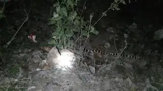 Sakhamuti