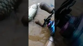 stream fishing | sebarau | #shorts