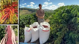 Conilon Coffee Plantation In The Interior Of Minas Gerais