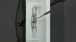 БОЛЬ В ПЛЕЧЕ, БОЛИТ ПЛЕЧО ТРИГГЕРНЫЕ ТОЧКИ