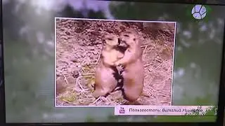 Звериный репортёр Интересные факты