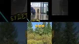 😸 Позови кота с собой #мем #юмор #tiktok #catlover #funnycats #shorts