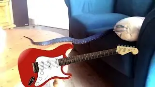 Rock snake