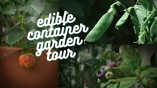 Urban Container Garden, from concrete to food forest