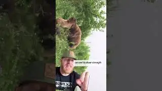 INSANE Bear Fight - Sow Protects Her Cubs Against Angry Boar!