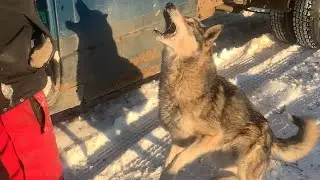 Голодный волк вышел в деревню